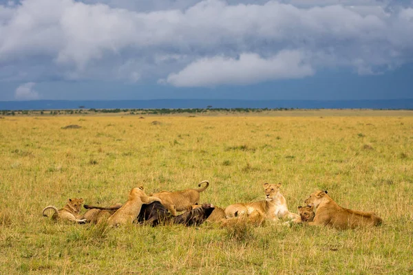 Löwenstolz Masai Mara Wildreservat Das Sich Von Einem Gnu Einer — Stockfoto