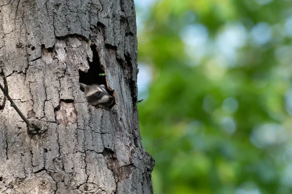 Cute Baby Raccoon Peeking Out Hole Large Dead Tree Woods — Stock Photo, Image