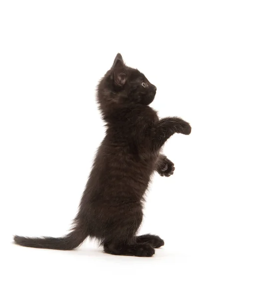 Cute Baby Black Kitten Isolated White Background — Stock Photo, Image