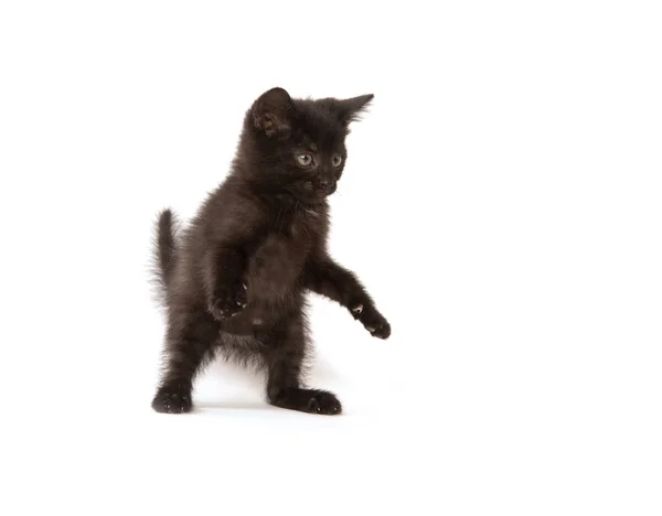 Mignon Bébé Chaton Noir Isolé Sur Fond Blanc — Photo