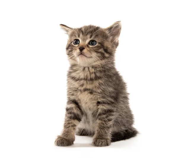 Cute Baby Four Week Old Tabby Kitten Isolated White Background — Stock Photo, Image