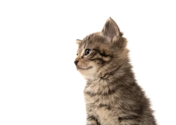 Lindo Bebé Cuatro Semanas Edad Gatito Tabby Aislado Sobre Fondo —  Fotos de Stock