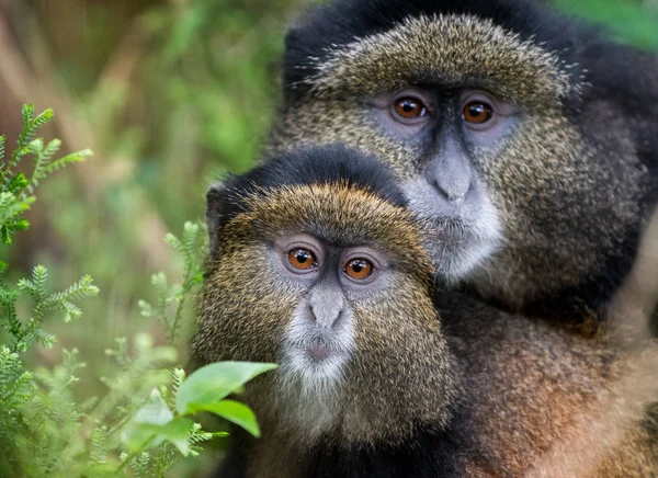 火山国立公園 ルワンダで母と赤ちゃんの黄金の猿 — ストック写真