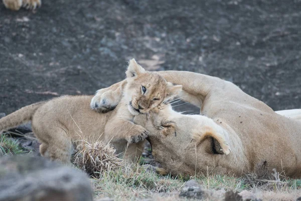 Leão Fêmea Seu Filhote Masai Mara Game Reserve Quênia — Fotografia de Stock