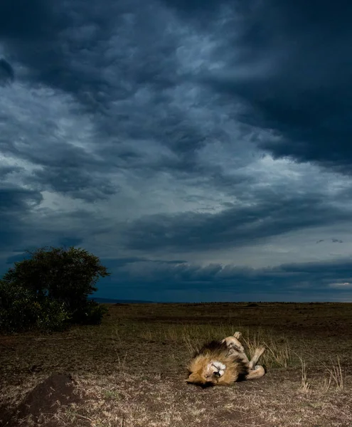 Male African Lion Named Scarface Masai Mara Game Reserve Kenya — Stock Photo, Image