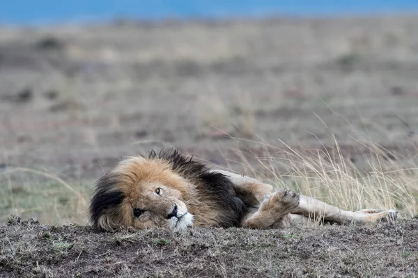 Leão Africano Macho Chamado Scarface Masai Mara Game Reserve Quênia — Fotografia de Stock