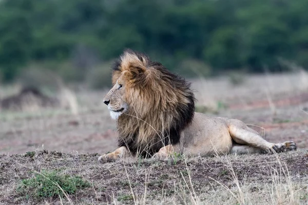 Mannelijke Afrikaanse Leeuw Genaamd Scarface Masai Mara Game Reserve Kenia — Stockfoto