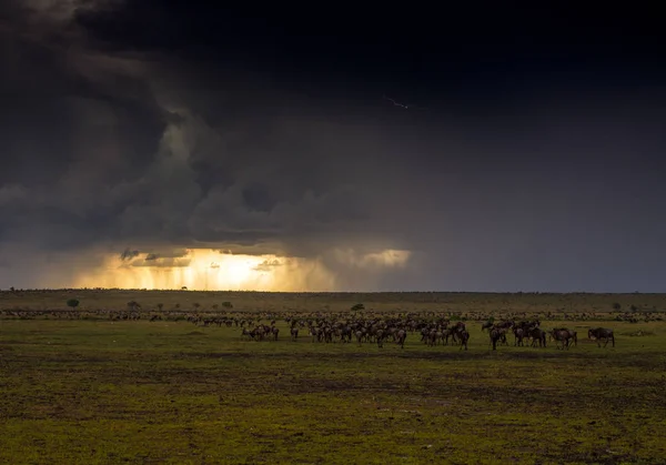 Una Tormenta Con Manada Ñus Masai Mara Game Reserve Kenia — Foto de Stock