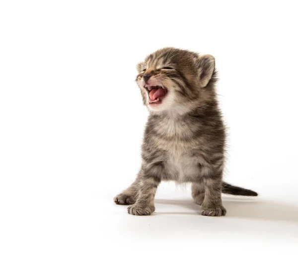 白い背景上に分離されて泣いているかわいい 週齢平織りアメショー子猫 — ストック写真