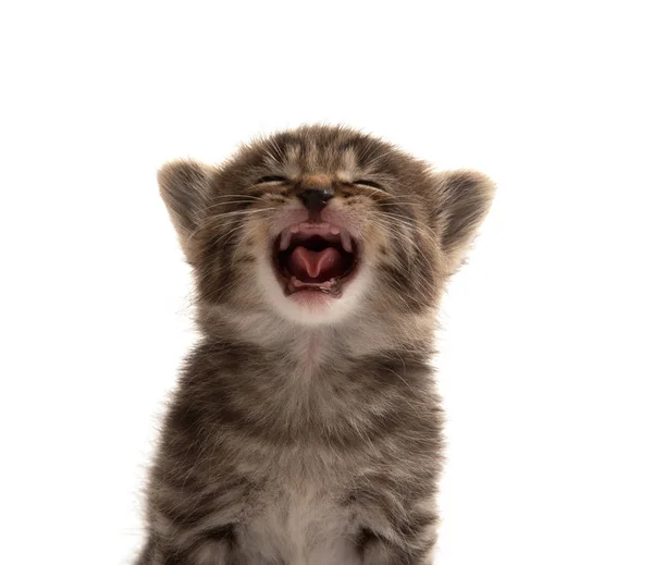 Roztomilý Krátkosrstá Mourovatá Tři Týdny Kotě Pláče Izolovaných Bílém Pozadí — Stock fotografie