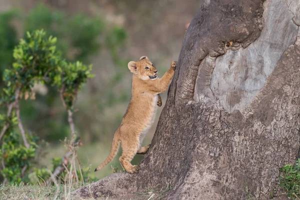 Cute lion cub trying to climb a tree in Masai Mara Game Reserve, Kenya