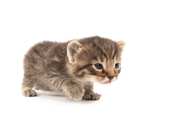 Cute Baby Three Week Old Tabby Kitten Isolated White Background — Stock Photo, Image