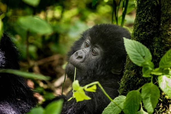 Gorila Montanha Infantil Parque Nacional Dos Vulcões Ruanda Gorilla Babygorilla — Fotografia de Stock