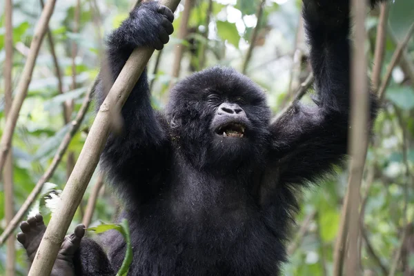 Joven Gorila Montaña Jugando Parque Nacional Los Volcanes Ruanda — Foto de Stock