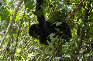 Yanardağlar Milli Parkı, Ruanda'da oynayan genç Dağ goril