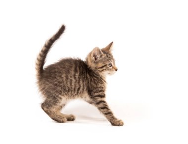 Şirin bebek beyaz arka plan üzerinde izole üç aylık tabby yavru kedi