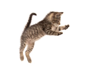 Şirin bebek beyaz arka plan üzerinde izole üç aylık tabby yavru kedi