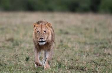 Kenya'daki Masai Mara oyun rezerv, hayvan leşi yanında bir erkek aslan durduğunu