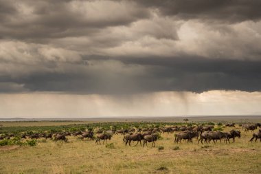 Masai Mara Game Reserve, Kenya, wildebeest sürüde arka planda fırtına ile