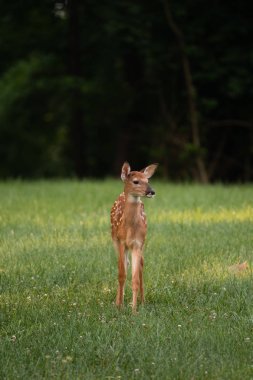 Ak kuyruklu geyik geyik yavrusu olarak yaz aylarında bir çayır.