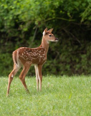Ak kuyruklu geyik geyik yavrusu olarak yaz aylarında bir çayır.
