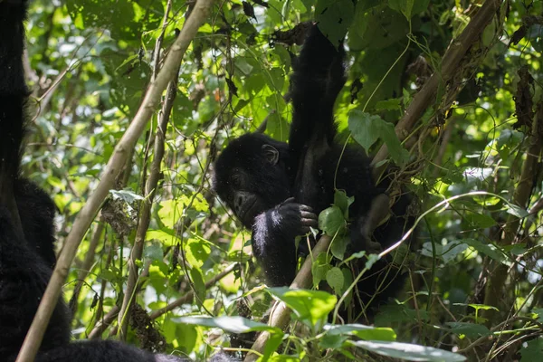 Jeune Gorille Montagne Jouant Dans Parc National Des Volcans Rwanda — Photo