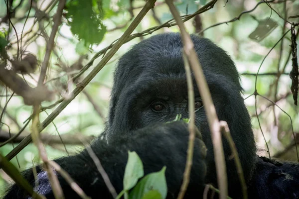 Portrait Mountain Gorilla Taken Mountain Slopes Volcanoes National Park Rwanda — Stock Photo, Image