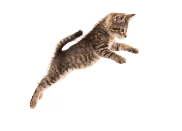 Şirin bebek beyaz arka plan üzerinde izole üç aylık tabby yavru kedi