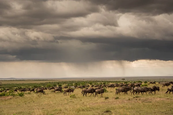 Troupeau Gnous Dans Réserve Chasse Masai Mara Kenya Avec Tempête — Photo