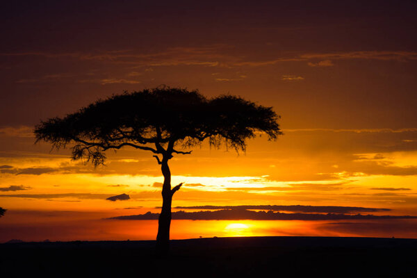 Sunset with tree in Masai Mara Game Reserve, Kenya