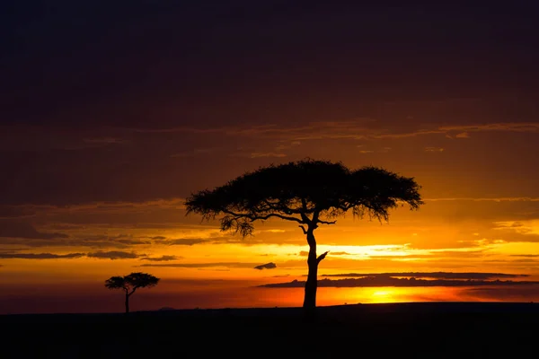 日落与树在马赛马拉游戏保护区 肯尼亚 — 图库照片