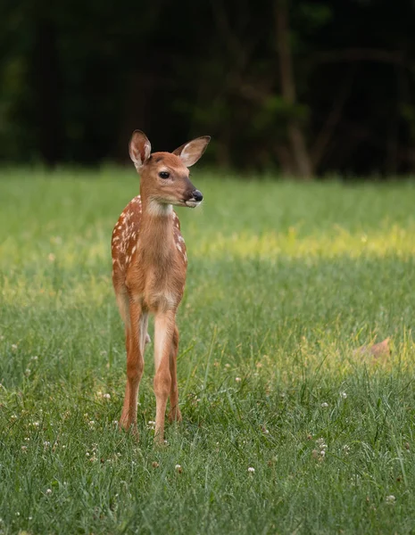 Faon Cerf Virginie Avec Des Taches Dans Une Prairie Été — Photo