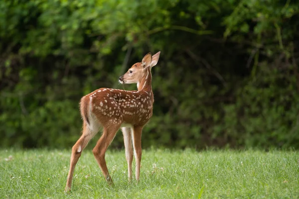 Hvid Hjort Fawn Med Pletter Eng Sommeren - Stock-foto