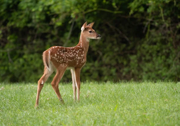 Faon Cerf Virginie Avec Des Taches Dans Une Prairie Été — Photo