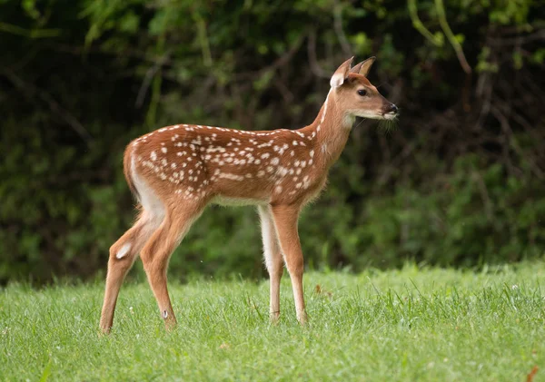 Ein Rehkitz Mit Flecken Auf Einer Wiese Sommer — Stockfoto