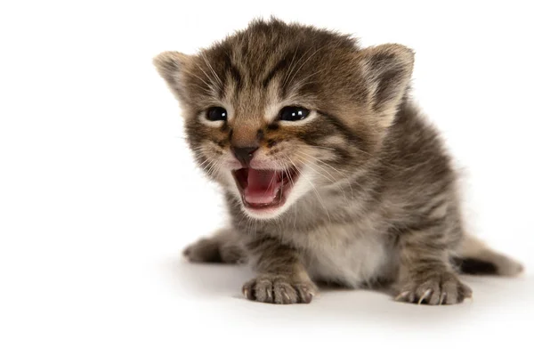 Cute Three Week Old Tabby Shorthair Kitten Crying Isolated White — Stock Photo, Image