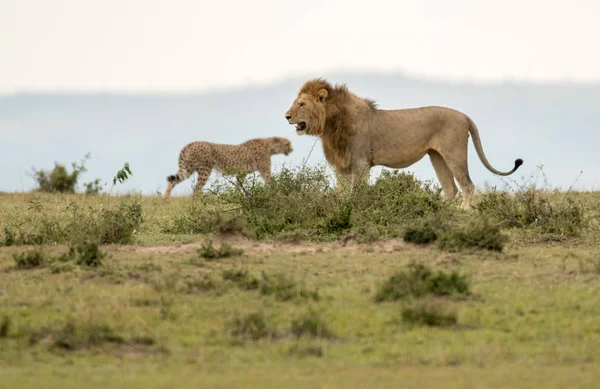 Hím Oroszlán Szavanna Maasai Mara Game Reserve Kenya Gepárd — Stock Fotó