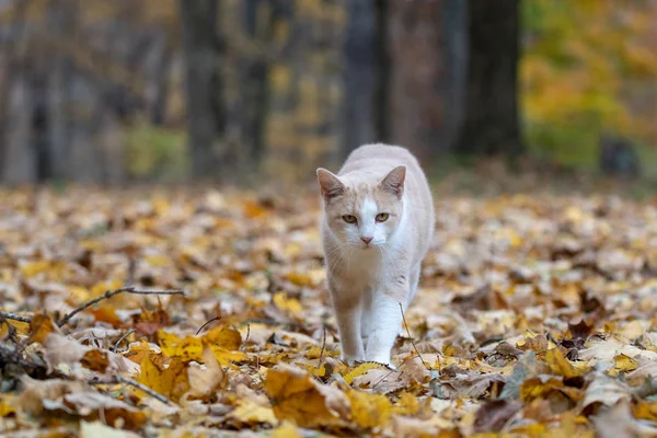 Gato Tabby Amarillo Caminando Bosques Rodeados Colores Otoño — Foto de Stock