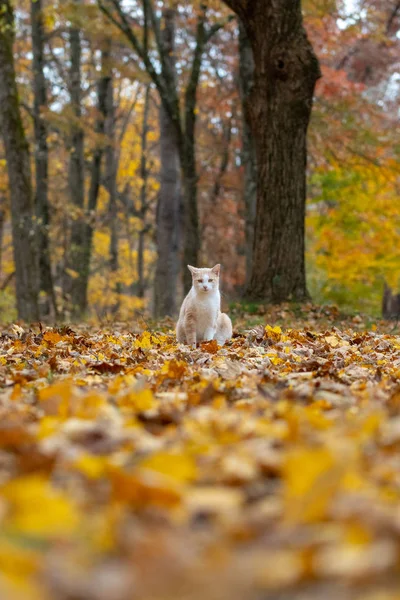 秋の紅葉を楽しむに囲まれた森の中で座っている黄色いトラ猫 — ストック写真
