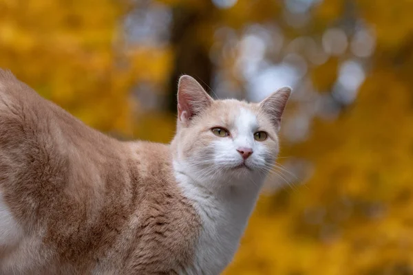 Χαριτωμένο Tabby Γάτα Κίτρινα Φύλλα Πτώση Στο Παρασκήνιο — Φωτογραφία Αρχείου