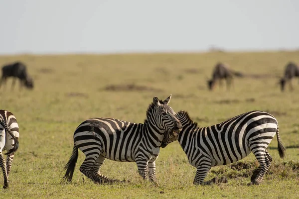 Duas Zebras Planícies Lutando Uma Savana Masai Mara Game Reserve — Fotografia de Stock