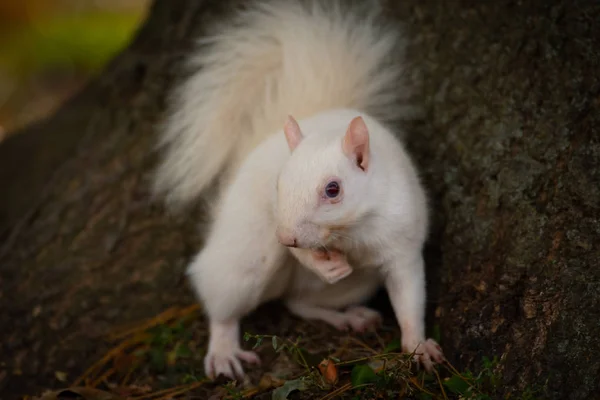 A white squirrel in Olney Community Park in Olney, Illinois.