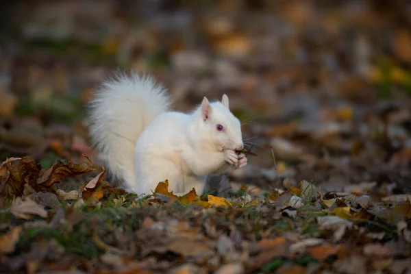 オルニー イリノイ州オルニー コミュニティ公園の木々 の白リス — ストック写真