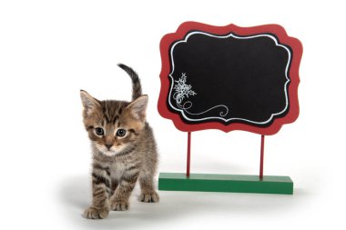 Beyaz arka plan üzerinde izole boş işareti ile şirin tabby yavru kedi