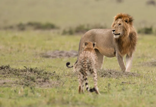 Lion Mâle Part Avec Guépard Dans Une Savane Maasai Mara — Photo