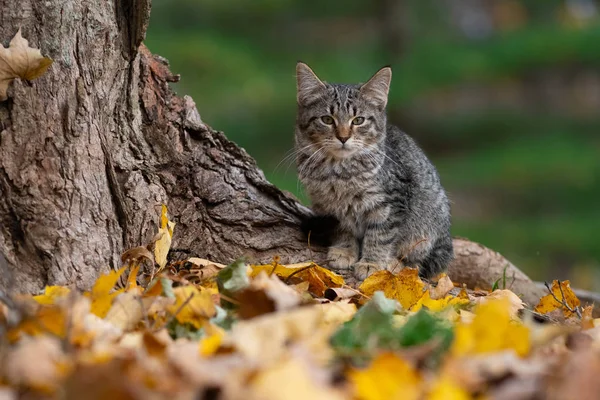 Söt Tabby Katt Vid Basen Ett Träd Skogen Med Höstfärger — Stockfoto
