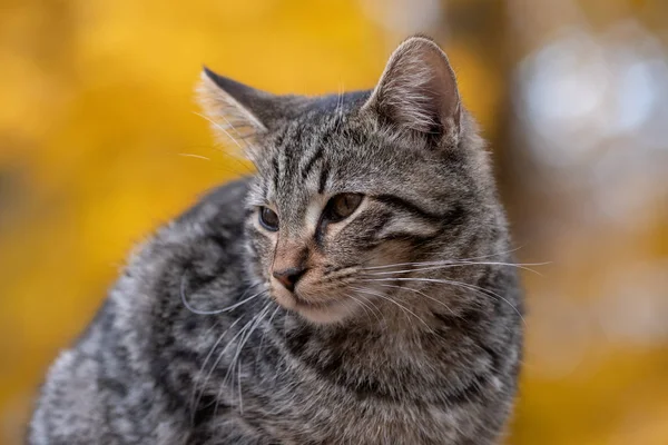 Lindo Gato Tabby Con Hojas Otoño Amarillo Fondo — Foto de Stock