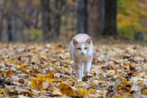 Gato Tabby Amarillo Caminando Bosques Rodeados Colores Otoño —  Fotos de Stock