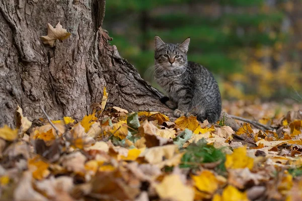 Lindo Gato Tabby Base Árbol Bosque Con Colores Otoño —  Fotos de Stock