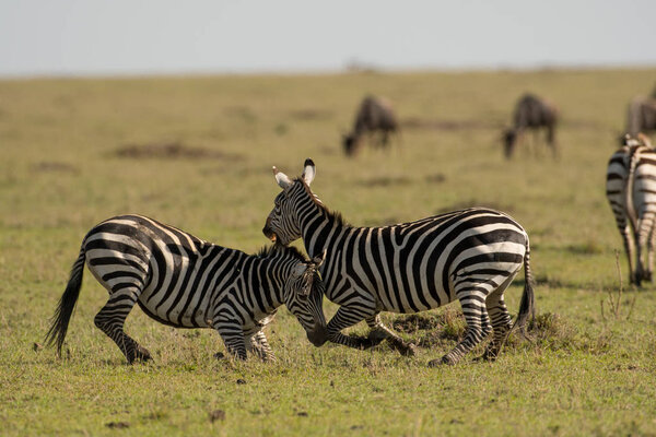 Two plains zebras fighting in a savannah in Masai Mara Game Reserve, Kenya